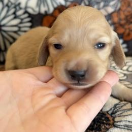 Girl 2 - Cream female Dachshund puppy in Stamford, Texas from West Texas Miniature Dachshunds