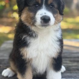Boy 2 - male Miniature American Shepherd puppy in Florence, Oregon from NW Aloha Miniature American Shepherds