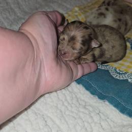 Pammie - Chocolate merle female Pomeranian puppy in Angleton, Texas from Pomeranian Palace, LLC