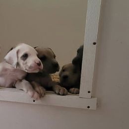 Great Dane Puppies from A Spot Of Blue Great Danes