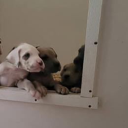 Great Dane Puppies from A Spot Of Blue Great Danes