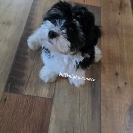 Moomoo - Black and white female Havanese puppy in Batesville, Arkansas from Hillbilly Havanese