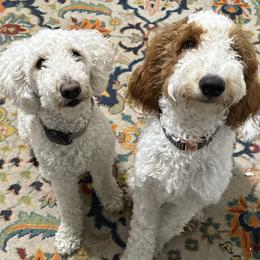 Goldendoodles from Perfect Fit Poodles & Doodles
