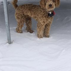 Aussiedoodle and Irish Doodle All Grown Up from Schooley Doodles