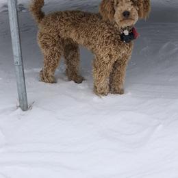 Aussiedoodle and Irish Doodle All Grown Up from Schooley Doodles