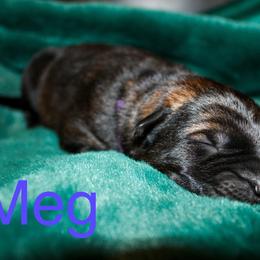 Meg Von der Spitze - Sable female German Shepherd puppy in New York from Spitze German Shepherds