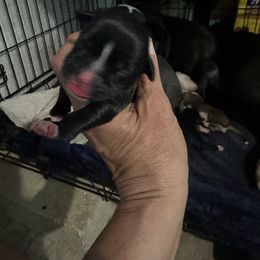 Girl 2 - Brindle female Boxer puppy in Bowling Green, Kentucky from Abney’s Boxers of Bowling Green