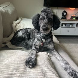 Anakin Loki - Aussiedoodle