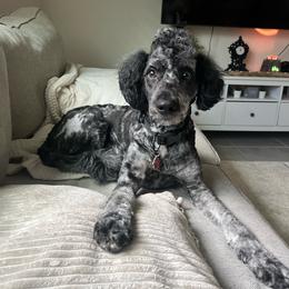 Anakin Loki - Aussiedoodle