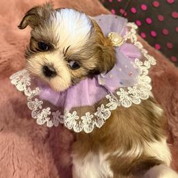 Zlata - Brindle and white female Shih Tzu puppy in Frisco, Texas from My Royal Shih Tzu⚜️