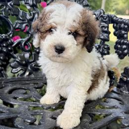 Boy 1 - Tri-color male Bernedoodle puppy in Russiaville, Indiana from Pleasant Creek Minibernedoodles
