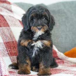 Kohl's - Tri-color male Bernedoodle puppy in Dundee, Ohio from Down Home Doodle
