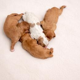 Gus Gus - Red male Cavapoo puppy in Lancaster, Missouri from Cavapoo Acres