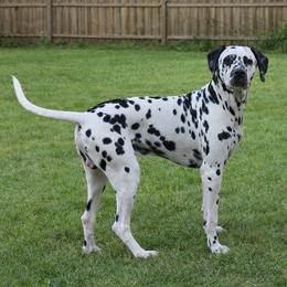 Bingo - White and black male Dalmatian puppy in Salem, Missouri from Paradise Spots Dalmatians
