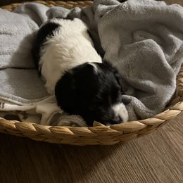 Cockapoo Puppies from Angie’s Cockapoos