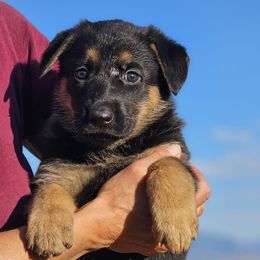 German Shepherd Puppies from Vom Haus Denfors K9