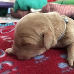 Boy 2 - Golden Retriever puppy in Argyle, Texas from Randalls Golden Retrievers