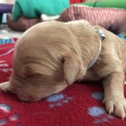Boy 2 - Golden Retriever puppy in Argyle, Texas from Randalls Golden Retrievers
