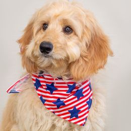 Andy - Caramel Australian Labradoodle puppy in Wewahitchka, Florida from Stony Brook Australian Labradoodles, LLC