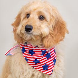 Andy - Caramel Australian Labradoodle puppy in Wewahitchka, Florida from Stony Brook Australian Labradoodles, LLC