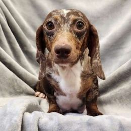 Lizzy - Dachshund