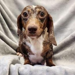 Lizzy - Dachshund