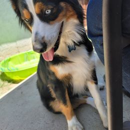 Australian Shepherd puppies from Sager Wiggle Butt Aussies