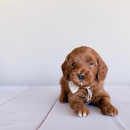 Raptor - Red  male Goldendoodle puppy in Garden Grove, California from Sunkissed Doodles