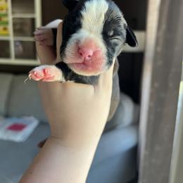 Girl 2 - Brindle female Boxer puppy in Henderson, Tennessee from Vom Broadvalley