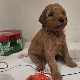 Tyme - Red  male Poodle puppy in Wilmington, Delaware from Imperial Poodles LLC