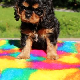 Cavalier King Charles Spaniel Puppies from Malikim Cavaliers