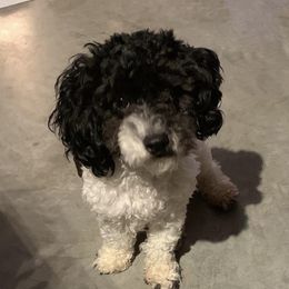 Brutus - Shih Tzu
