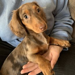 Dachshund Puppies from Sugar Creek Mini Doxies
