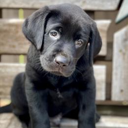 Labrador Retrievers from Brady's Birddogs