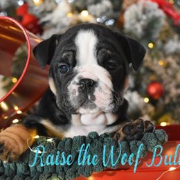 Angela - Black tri-color female Bulldog puppy in Caledonia, New York from Raise The Woof Bulldogs
