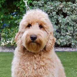 Goldie - Australian Labradoodle