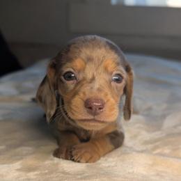 Apollo - Dapple male Dachshund puppy in Waddell, Arizona from The Bearded Companions