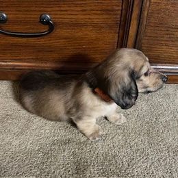 Dachshund Puppies from The Dach Box