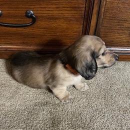 Dachshund Puppies from The Dach Box