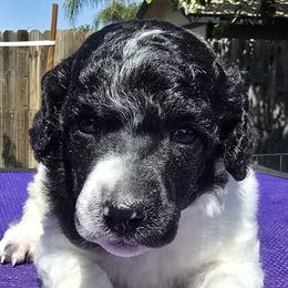 Rey - Parti female Poodle puppy in Patterson, California from Paterson Poodles