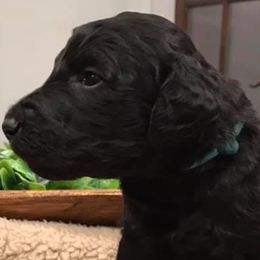 Goldendoodles and Labradoodles from Mixon Farm Doodles