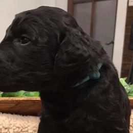 Goldendoodles and Labradoodles from Mixon Farm Doodles