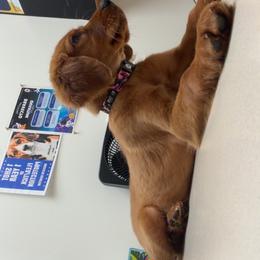 Minerva - Dark golden female Golden Retriever puppy in Pekin, Illinois from Solari Kennels