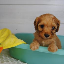 Rusty - Red male Cavapoo puppy in Mountain Grove, Missouri from Dogwood & Sassafras Companions