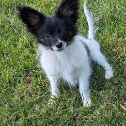 Andrew - Black red and white male Papillon puppy in Blythewood, South Carolina from Southern Peach