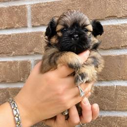 Hyacinth (yellow) - Sable female Shih Tzu puppy in Richmond, Texas from Aleka Shih Tzu