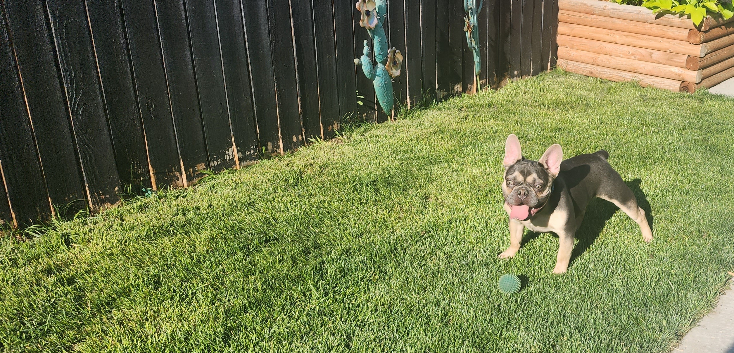 Adonis - French Bulldog