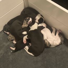 Whippet Puppies from Infinity Whippets