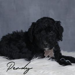 Perdy - Black female Goldendoodle puppy in Guthrie, Oklahoma from Edmond Doodles, LLC