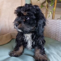 Henry - Black and tan male Cavapoo puppy in Walterboro, South Carolina from Puddlejumpers